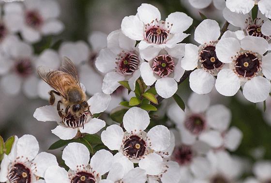 Bee Manuka thum