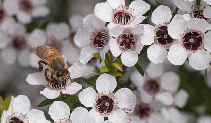 Bee Manuka thum