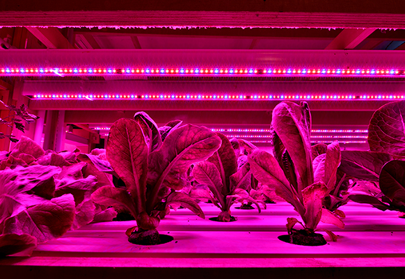 Indoor farming thumbnail